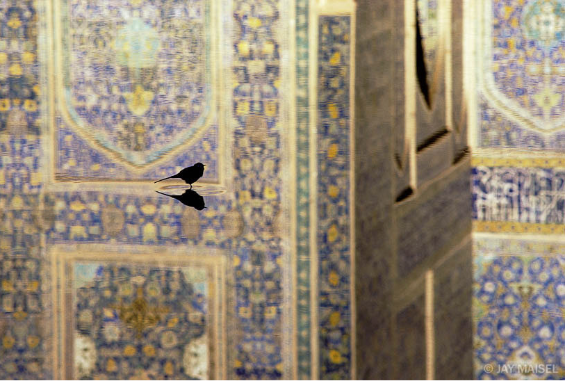 bird_in_iran