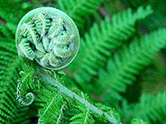 Fiddle head fern